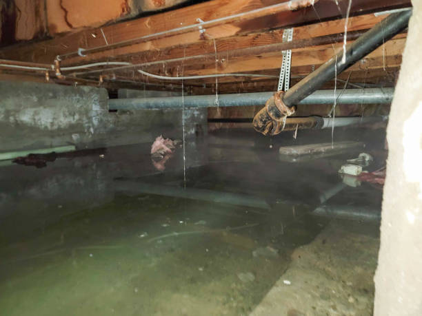 Best Flood damage cleanup  in Monroe, MI
